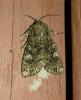 264155 – Photo : Nirina Andrianarisoa – France (95)