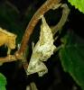 264461 – Photo : Nirina Andrianarisoa – France (95)