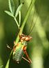 264790 – Photo : brigitte – France (81)