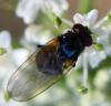 264701 – Photo : Jean-Michel GAREL – France (89)