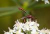 264090 – Photo : Pierre Duhem – France (95)