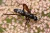 264225 – Photo : Roland Seitre – France (20)