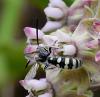 264888 – Photo : Michel Pansiot – France (26)