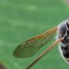 264891 – Photo : Michel Pansiot – France (26)
