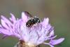 264689 – Photo : Daniel INGREMEAU – France (36)