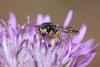 264690 – Photo : Daniel INGREMEAU – France (36)