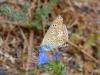 264512 – Photo : VERMELLE Georges – France (62)