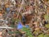 264514 – Photo : VERMELLE Georges – France (62)