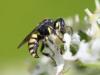 264261 – Photo : Vincent Herledan – France (93)