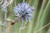 264123 – Photo : Arnaud Badiane – France (34)