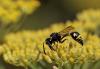 264751 – Photo : Marc Solari – France (68)