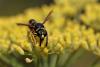 264752 – Photo : Marc Solari – France (68)