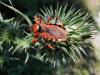264675 – Photo : Jean-Jacques ARGOUD – France (26)