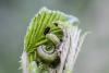 264474 – Photo : Daniel Ventard – France (71)
