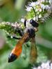 264964 – Photo : Pierre SENGEZ – France (02)