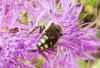 264573 – Photo : Denis Bucaille – France (60)