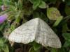 264233 – Photo : Sandor31 – France (31)