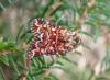 264345 – Photo : Dominique THAUVIN – France (45)
