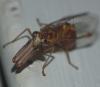 Mantispa styriaca