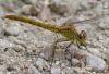 264531 – Photo : Pierre SENGEZ – France (60)