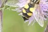 264527 – Photo : florent besson – France (18)