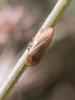 264911 – Photo : BourrinOman – France (83)