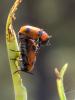 264956 – Photo : BourrinOman – France (83)
