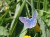 264442 – Photo : Sylvain Houpert – France (74)