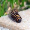 264311 – Photo : jean-claude josien – France (62)