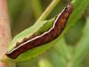 264470 – Photo : Gilles Carcassès – France (78)