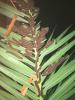 264597 – Photo : emmanuelle joly – Guyane française