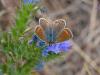 264571 – Photo : VERMELLE Georges – France (62)