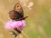 264550 – Photo : Sylvain Houpert – France (65)