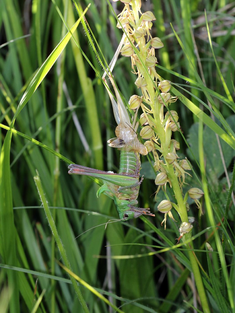 D.Mouchené - Decticus verrucivorus verrucivorus - réf. 264284 (768 x 1024 pixels, 157 ko)