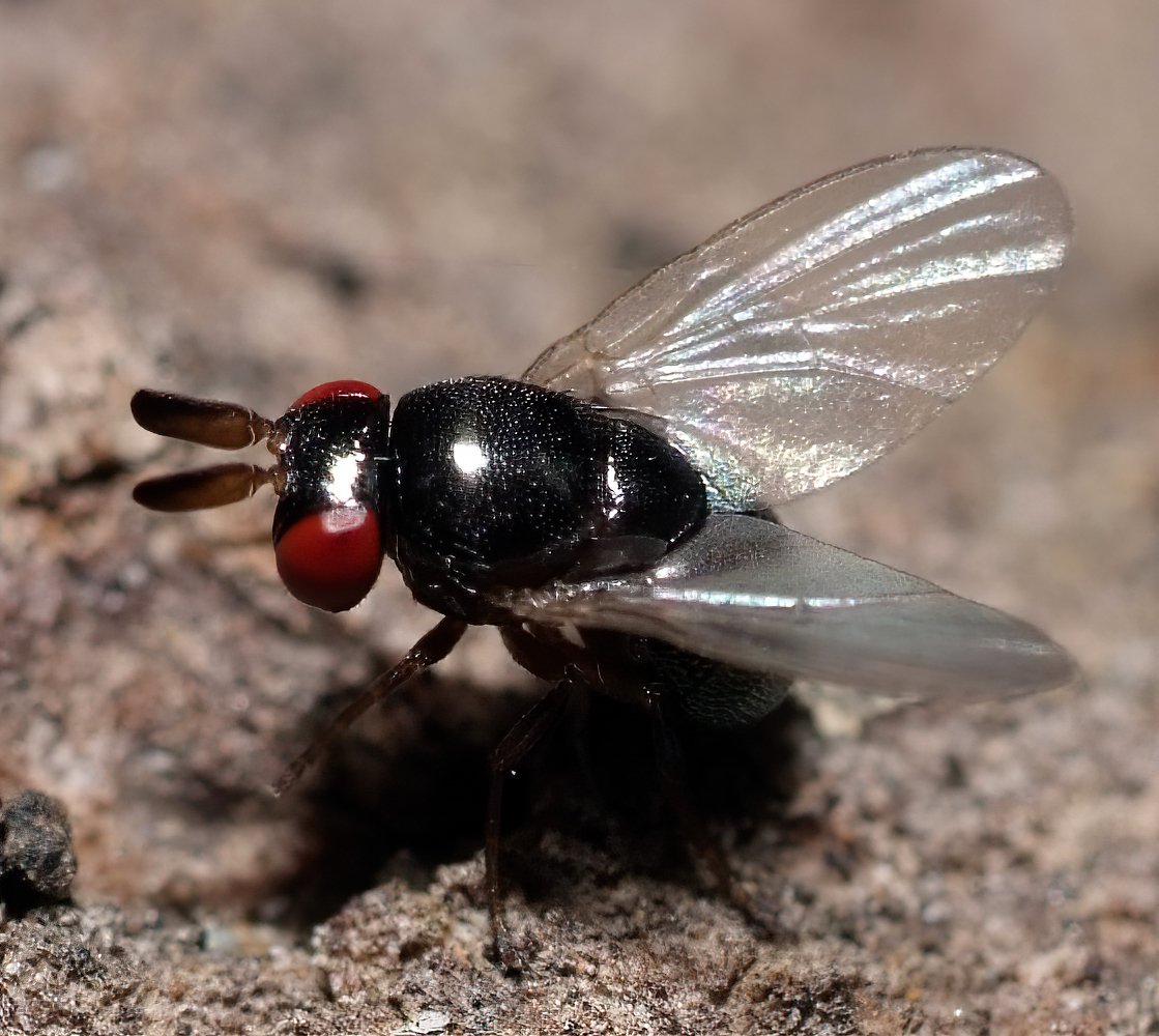André Burgers - Cryptochetum (Cryptochetum) buccatum - réf. 264664 (1119 x 1000 pixels, 167 ko)