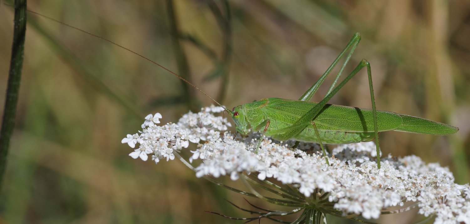 Olivier Pouvreau - Phaneroptera falcata - réf. 264720 (1500 x 717 pixels, 127 ko)