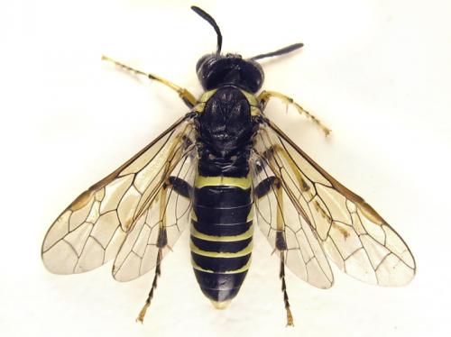 Réf. 265 775 : Tenthredo notha notha