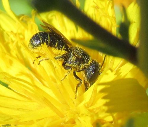 Heriades sp.