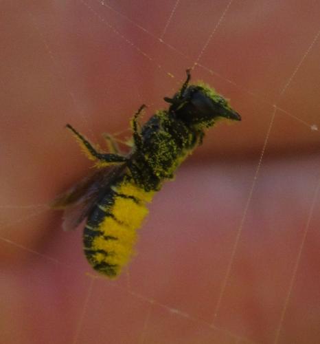 Heriades sp.