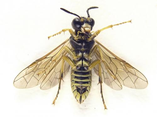 Réf. 265 776 : Tenthredo notha notha