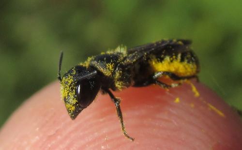 Heriades sp.