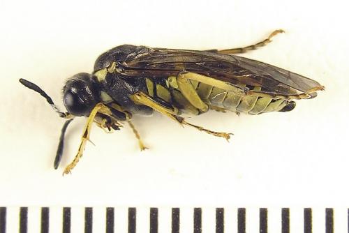 Réf. 265 777 : Tenthredo notha notha