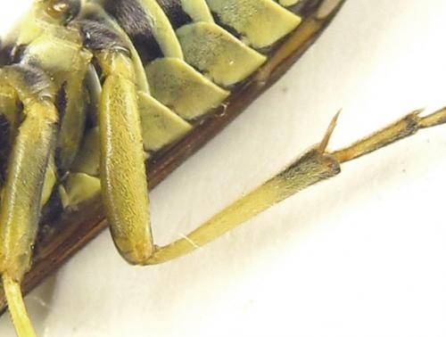 Réf. 265 778 : Tenthredo notha notha