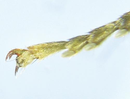Réf. 265 780 : Tenthredo notha notha