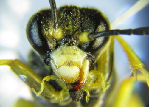 Réf. 265 781 : Tenthredo notha notha