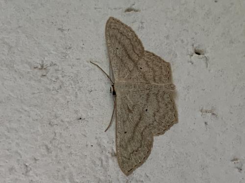 Réf. 265 720 : Scopula nigropunctata
