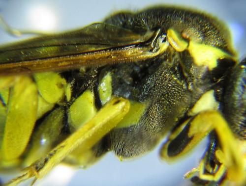 Réf. 265 784 : Tenthredo notha notha