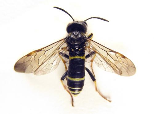 Réf. 265 747 : Zonuledo amoena