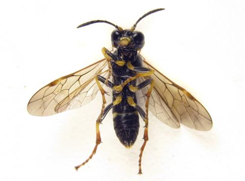 Réf. 265 748 : Zonuledo amoena