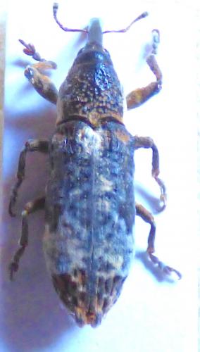 Réf. 265 683 : Lixus cylindrus